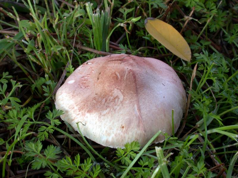 Lepiota subincarnata